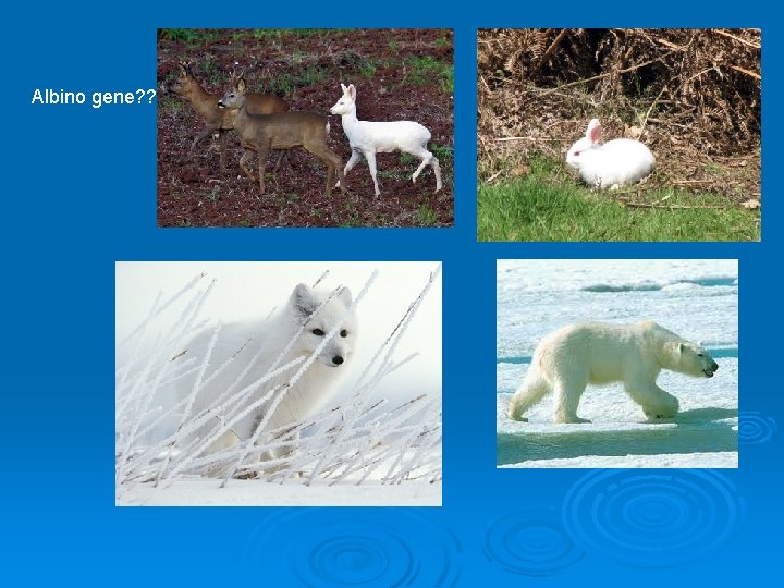 Albino gene? ? 