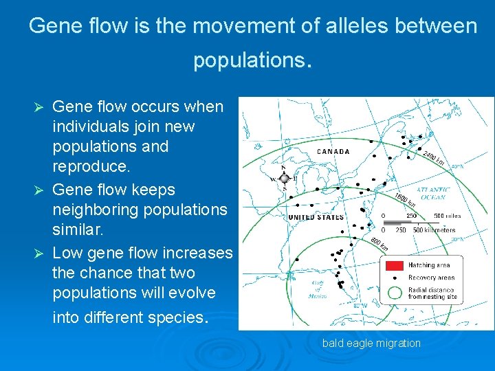 Gene flow is the movement of alleles between populations. Gene flow occurs when individuals