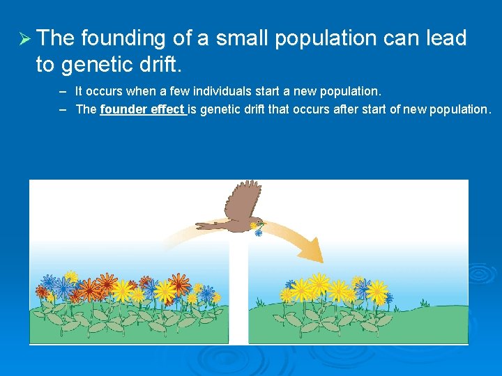 Ø The founding of a small population can lead to genetic drift. – It