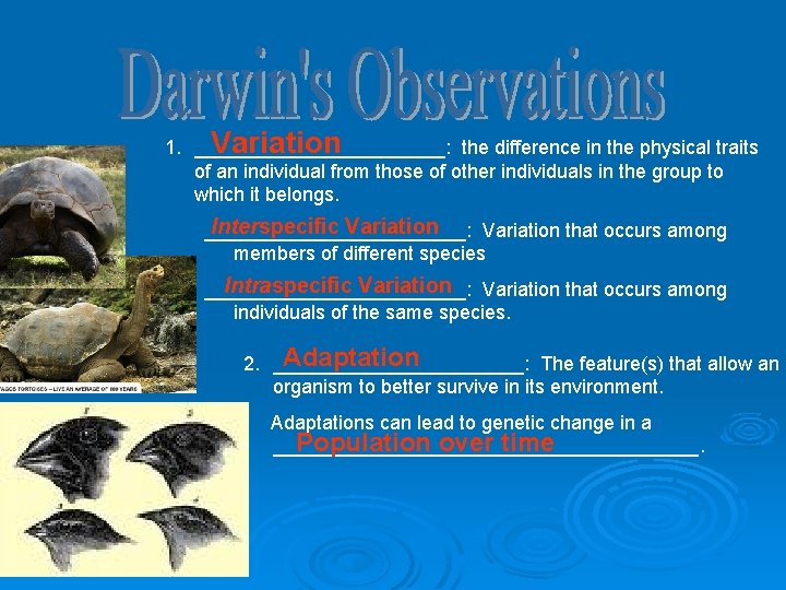Variation 1. ____________: the difference in the physical traits of an individual from those