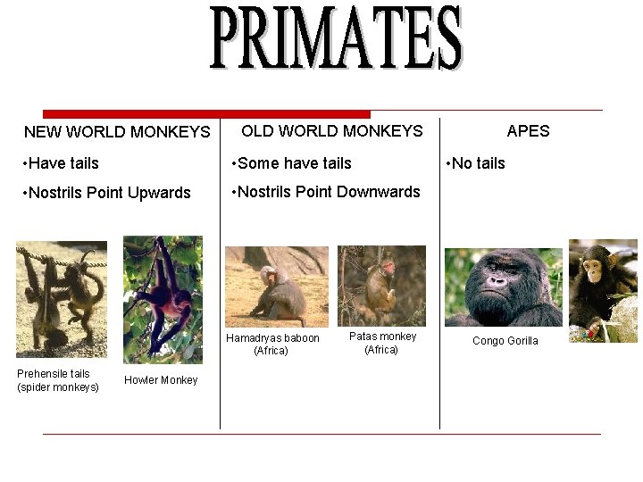 NEW WORLD MONKEYS OLD WORLD MONKEYS • Have tails • Some have tails •