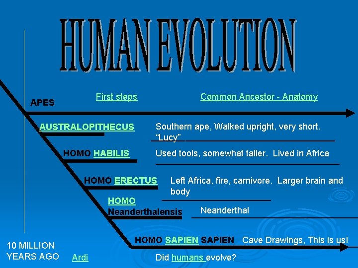 First steps APES AUSTRALOPITHECUS HOMO HABILIS Common Ancestor - Anatomy Southern ape, Walked upright,