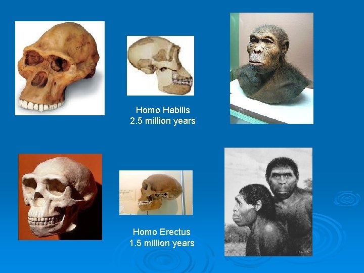 Homo Habilis 2. 5 million years Homo Erectus 1. 5 million years 