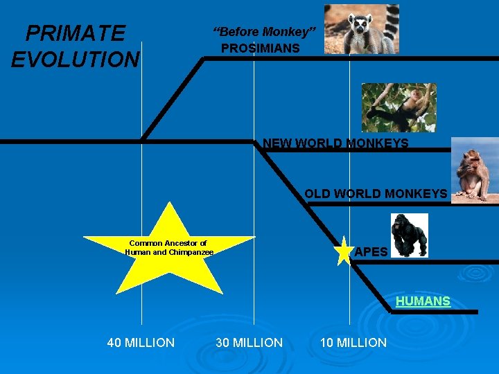 PRIMATE EVOLUTION “Before Monkey” PROSIMIANS NEW WORLD MONKEYS OLD WORLD MONKEYS Common Ancestor of