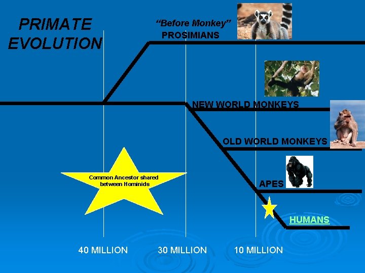 PRIMATE EVOLUTION “Before Monkey” PROSIMIANS NEW WORLD MONKEYS OLD WORLD MONKEYS Common Ancestor shared