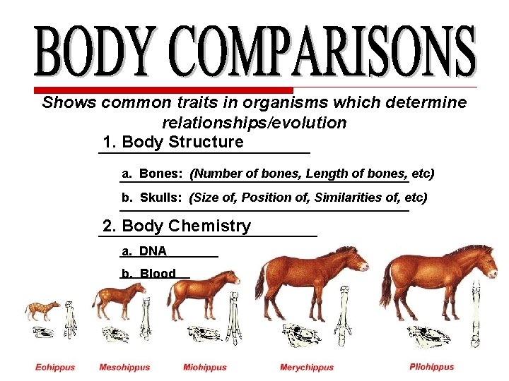 Shows common traits in organisms which determine relationships/evolution 1. Body Structure _______________ a. Bones: