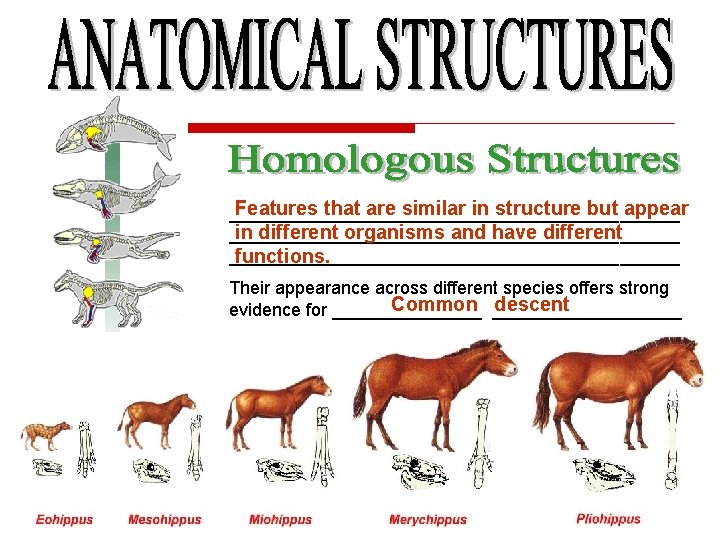 Features that are similar in structure but appear _______________________ in different organisms and have