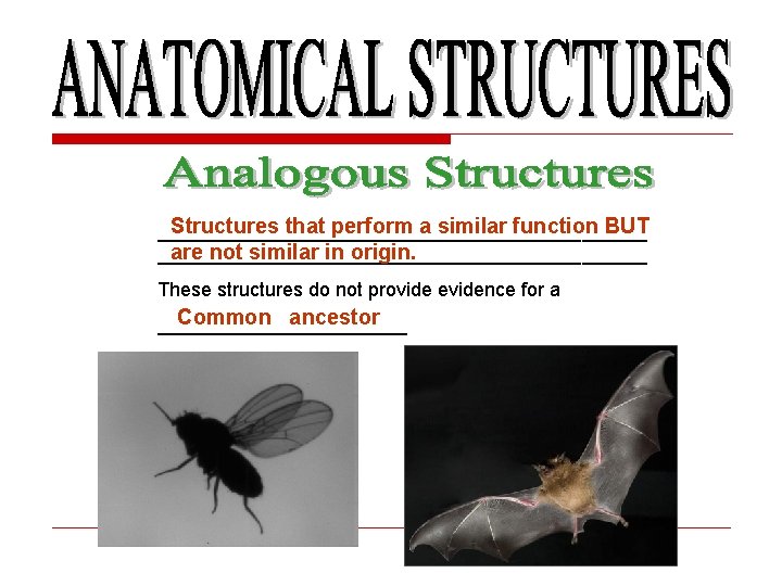 Structures that perform a similar function BUT _______________________ are not similar in origin. _______________________