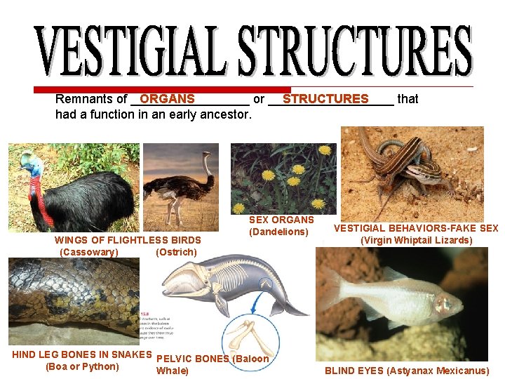 Remnants of _________ or _________ that ORGANS STRUCTURES had a function in an early