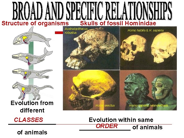 Structure of organisms Skulls of fossil Hominidae Australopithecus robustus Evolution from different CLASSES _______