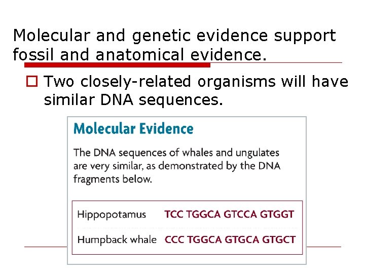 Molecular and genetic evidence support fossil and anatomical evidence. o Two closely-related organisms will