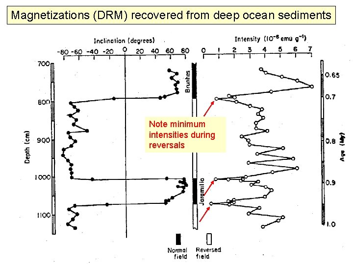 Magnetizations (DRM) recovered from deep ocean sediments Note minimum intensities during reversals 