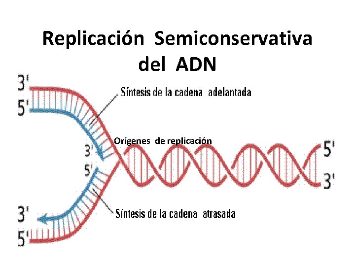 Replicación Semiconservativa del ADN Orígenes de replicación 