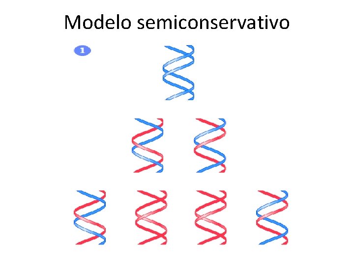 Modelo semiconservativo 