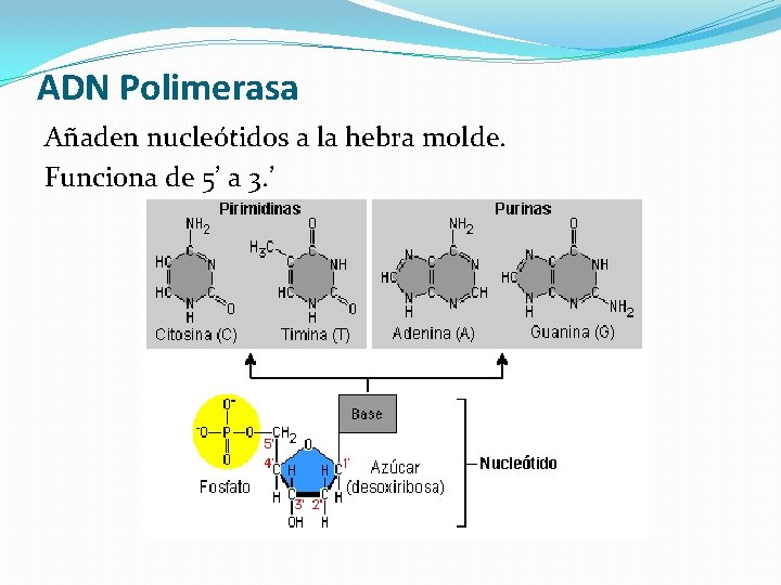 ADN Polimerasa Añaden nucleótidos a la hebra molde. Funciona de 5’ a 3. ’