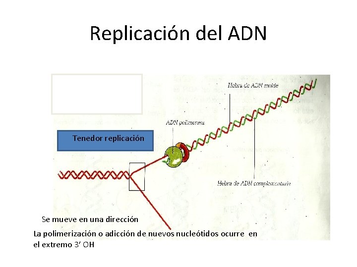 Replicación del ADN Tenedor replicación Se mueve en una dirección La polimerización o adicción