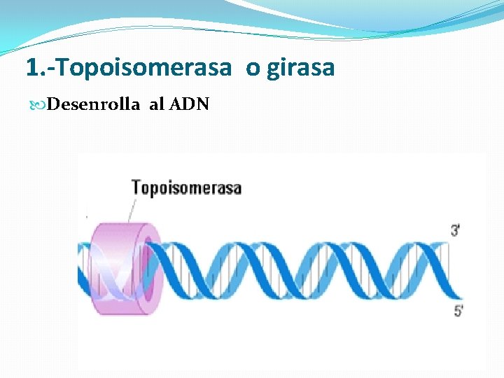 1. -Topoisomerasa o girasa Desenrolla al ADN 