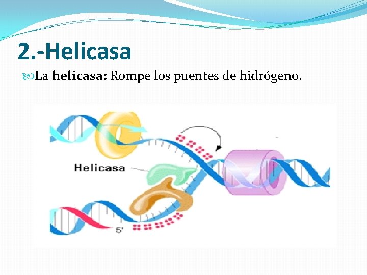 2. -Helicasa La helicasa: Rompe los puentes de hidrógeno. 