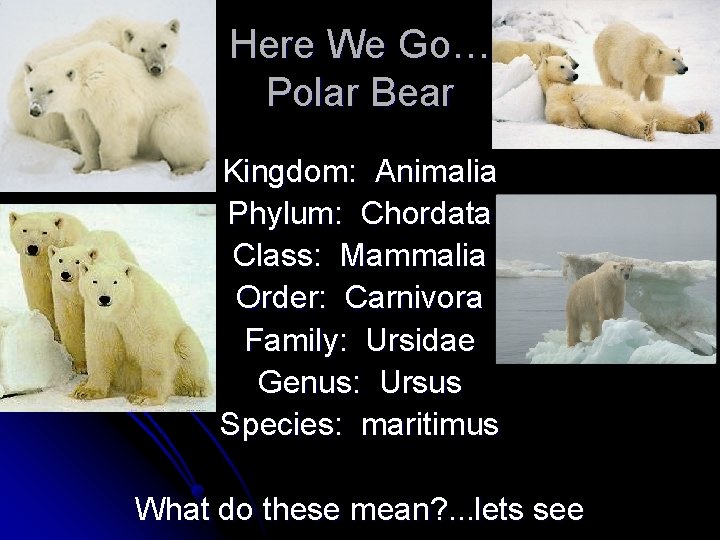 Here We Go… Polar Bear Kingdom: Animalia Phylum: Chordata Class: Mammalia Order: Carnivora Family: