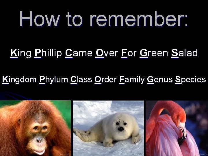 How to remember: King Phillip Came Over For Green Salad Kingdom Phylum Class Order