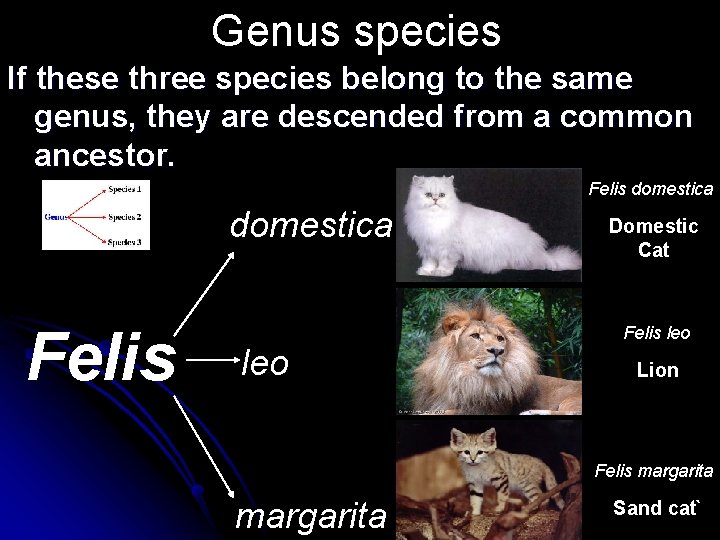 Genus species If these three species belong to the same genus, they are descended