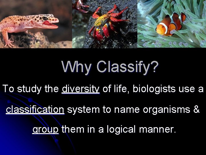 Why Classify? To study the diversity of life, biologists use a classification system to