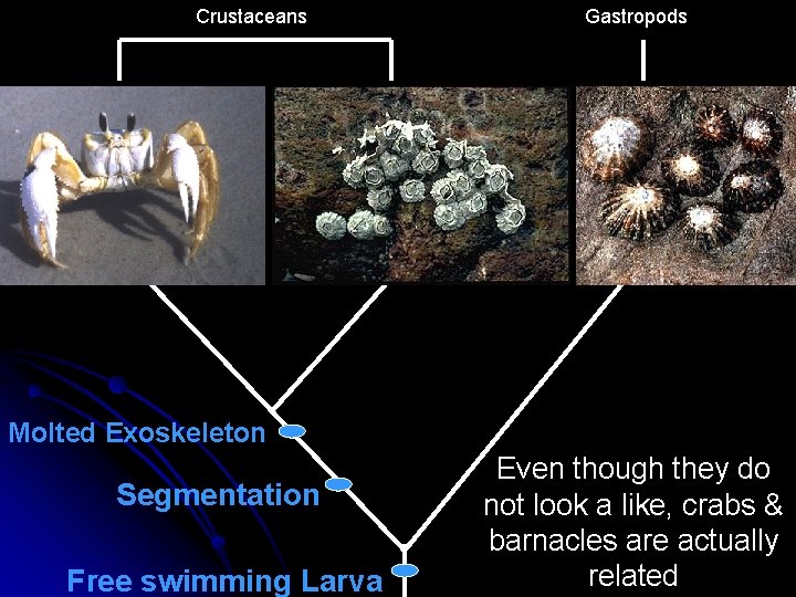 Crustaceans Gastropods Molted Exoskeleton Segmentation Free swimming Larva Even though they do not look
