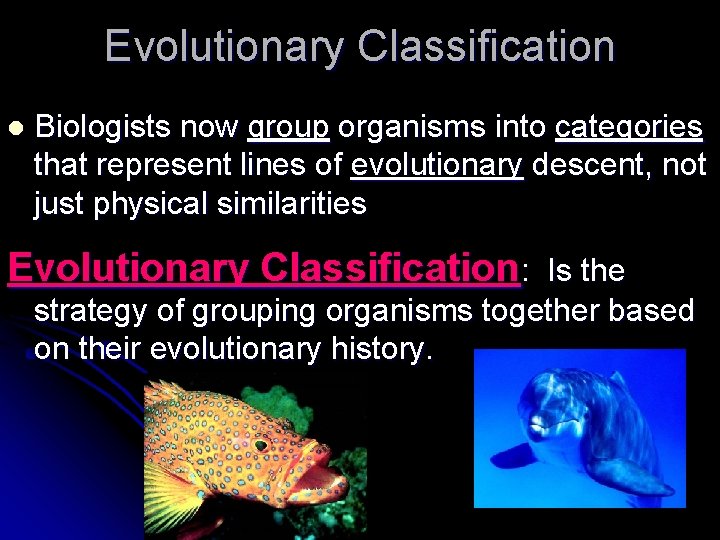 Evolutionary Classification l Biologists now group organisms into categories that represent lines of evolutionary