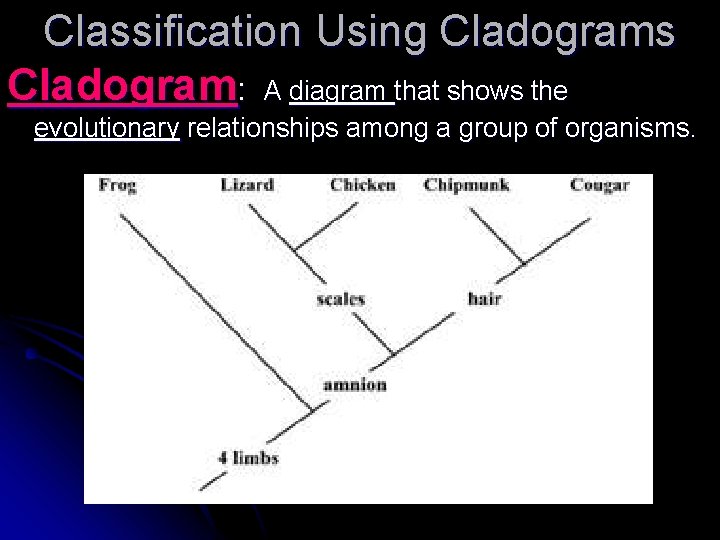Classification Using Cladograms Cladogram: A diagram that shows the evolutionary relationships among a group