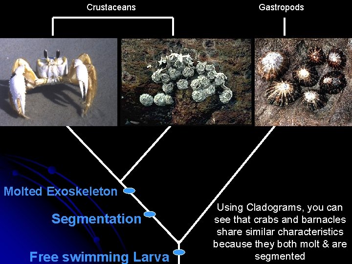 Crustaceans Gastropods Molted Exoskeleton Segmentation Free swimming Larva Using Cladograms, you can see that