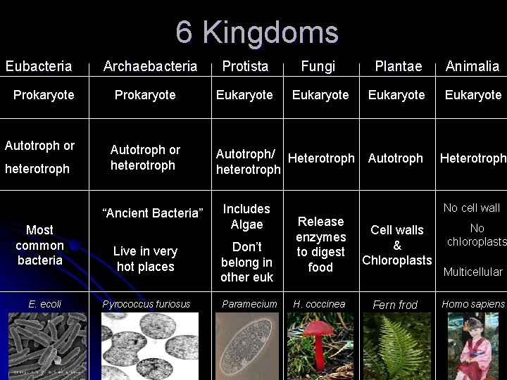 6 Kingdoms Eubacteria Prokaryote Autotroph or heterotroph Archaebacteria Prokaryote Autotroph or heterotroph “Ancient Bacteria”
