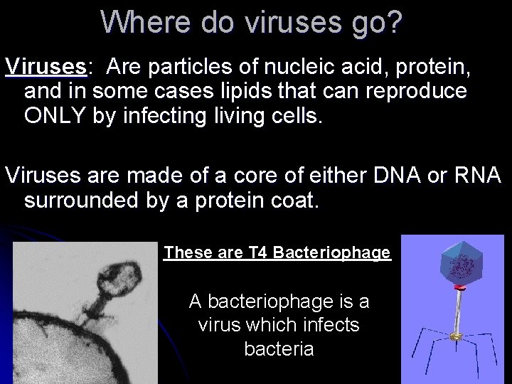 Where do viruses go? Viruses: Are particles of nucleic acid, protein, and in some