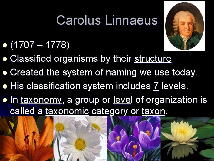 Carolus Linnaeus (1707 – 1778) l Classified organisms by their structure l Created the