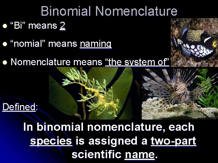 Binomial Nomenclature l “Bi” means 2 l “nomial” means naming l Nomenclature means “the