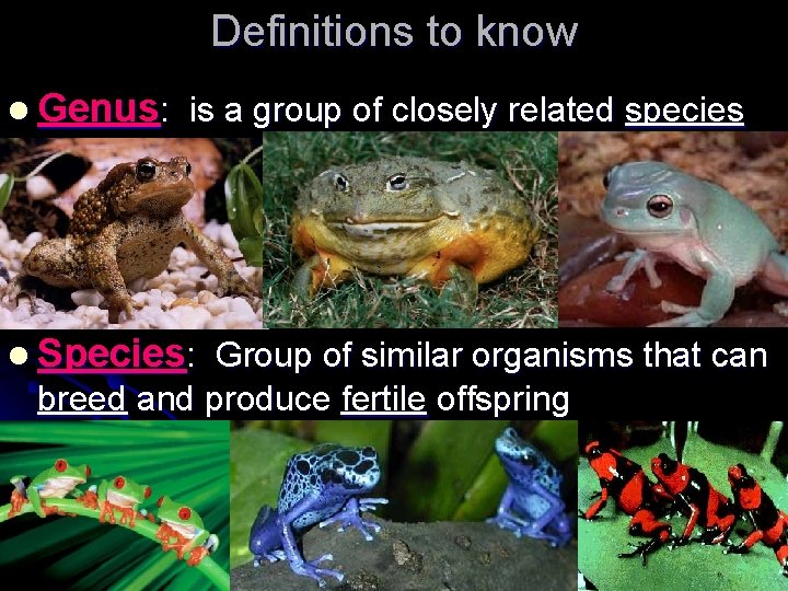 Definitions to know l Genus: is a group of closely related species l Species: