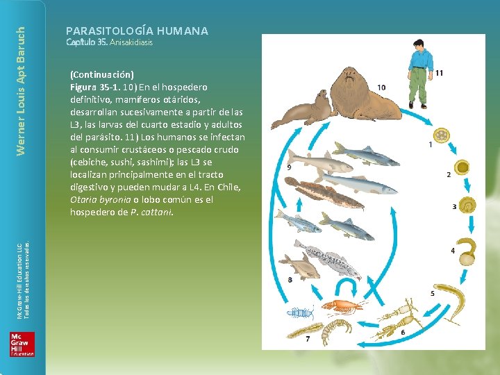 Werner Louis Apt Baruch Todos los derechos reservados. Mc. Graw-Hill Education LLC PARASITOLOGÍA HUMANA