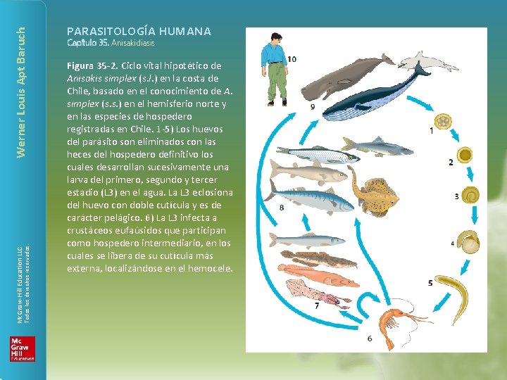 Werner Louis Apt Baruch Todos los derechos reservados. Mc. Graw-Hill Education LLC PARASITOLOGÍA HUMANA