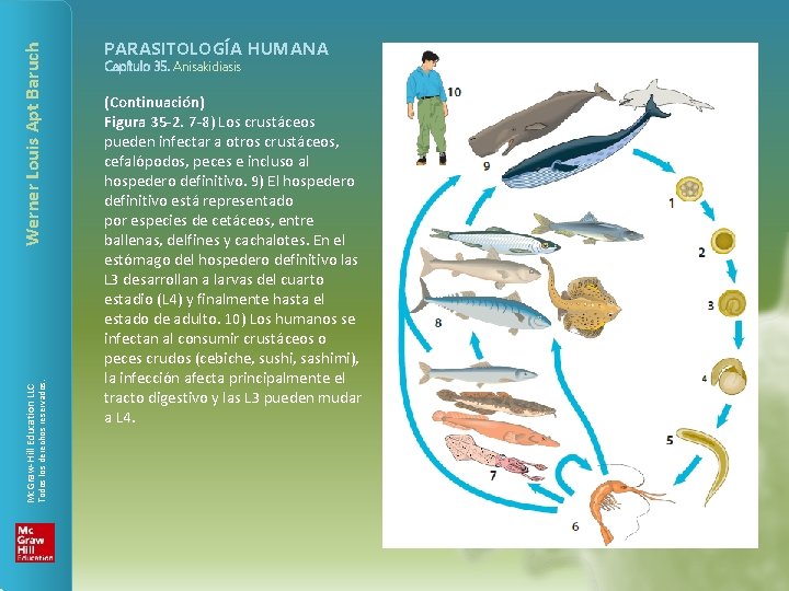 Werner Louis Apt Baruch Todos los derechos reservados. Mc. Graw-Hill Education LLC PARASITOLOGÍA HUMANA