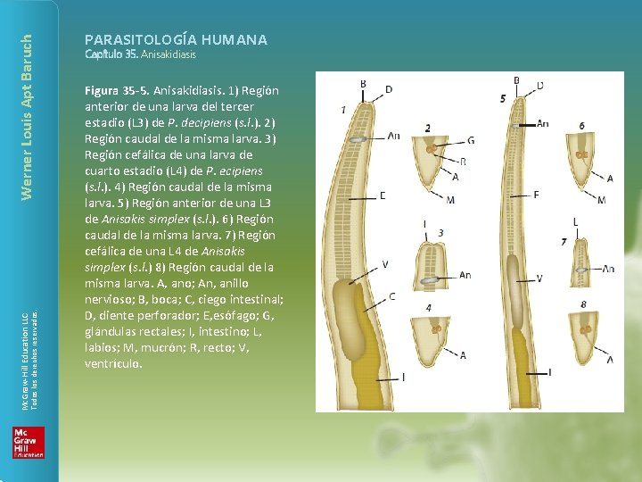 Werner Louis Apt Baruch Todos los derechos reservados. Mc. Graw-Hill Education LLC PARASITOLOGÍA HUMANA