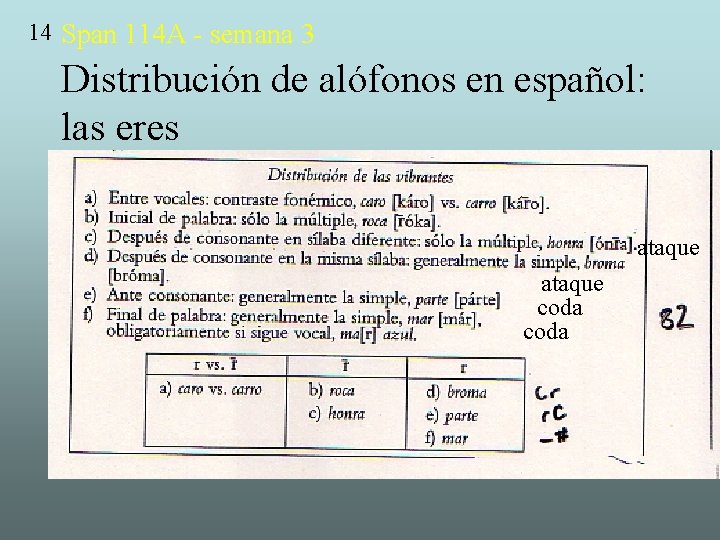 14 Span 114 A - semana 3 Distribución de alófonos en español: las eres