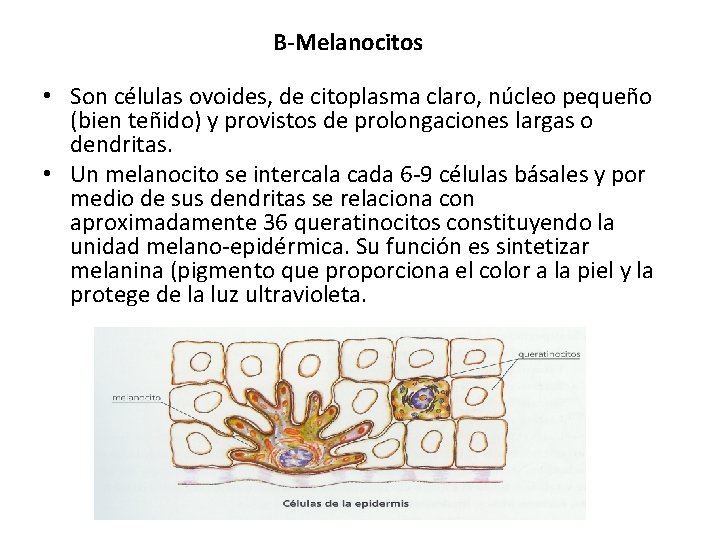 B-Melanocitos • Son células ovoides, de citoplasma claro, núcleo pequeño (bien teñido) y provistos