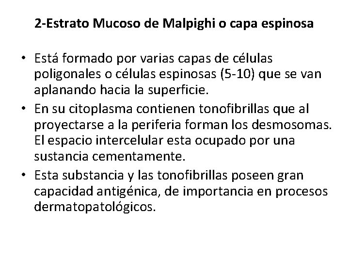 2 -Estrato Mucoso de Malpighi o capa espinosa • Está formado por varias capas