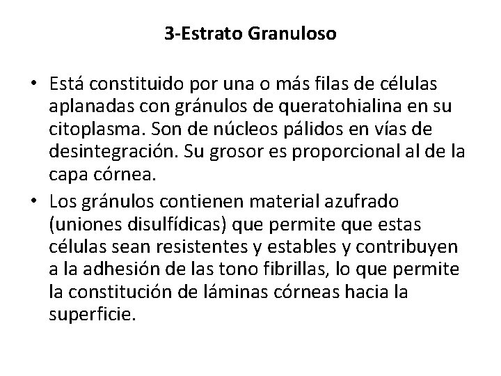 3 -Estrato Granuloso • Está constituido por una o más filas de células aplanadas