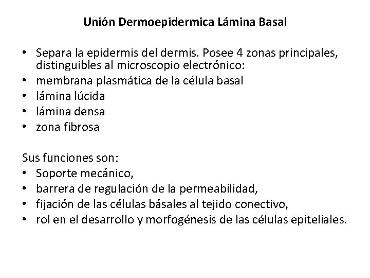 Unión Dermoepidermica Lámina Basal • Separa la epidermis del dermis. Posee 4 zonas principales,