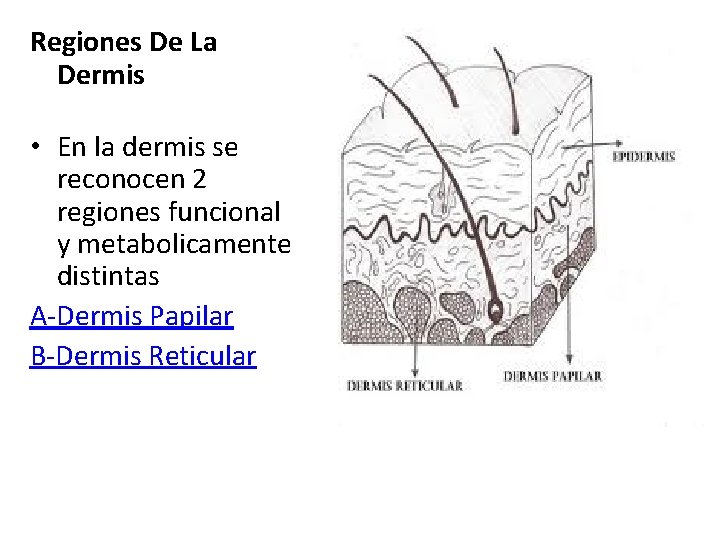 Regiones De La Dermis • En la dermis se reconocen 2 regiones funcional y