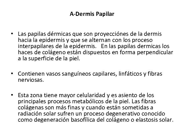 A-Dermis Papilar • Las papilas dérmicas que son proyecciónes de la dermis hacia la