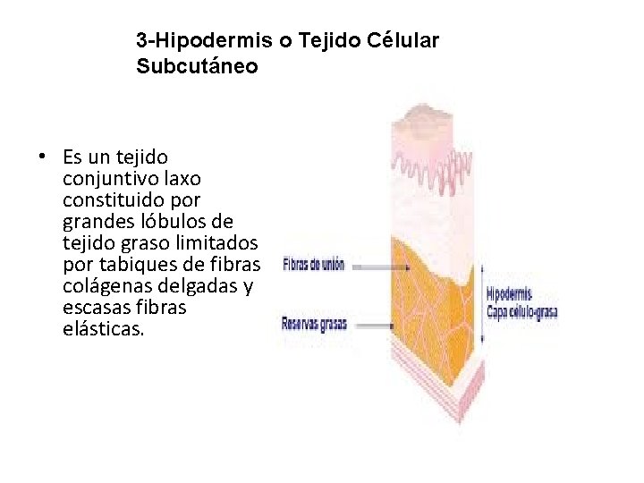 3 -Hipodermis o Tejido Célular Subcutáneo • Es un tejido conjuntivo laxo constituido por