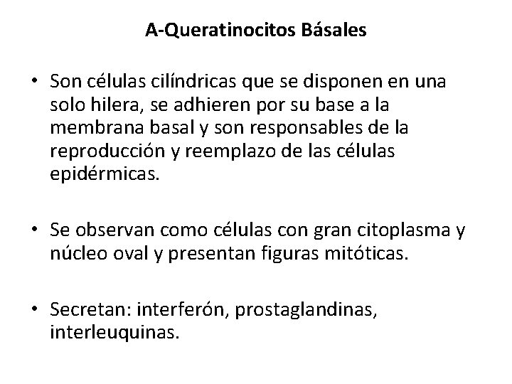 A-Queratinocitos Básales • Son células cilíndricas que se disponen en una solo hilera, se