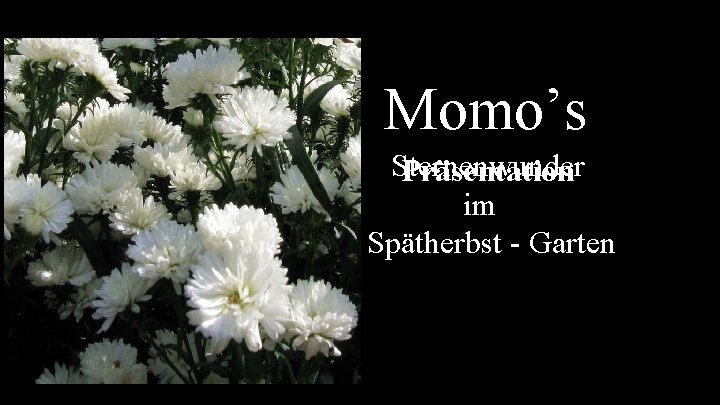 Momo’s Sternenwunder Präsentation im Spätherbst - Garten 