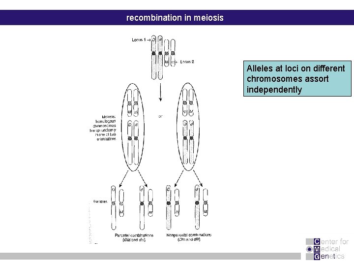 recombination in meiosis Alleles at loci on different chromosomes assort independently 